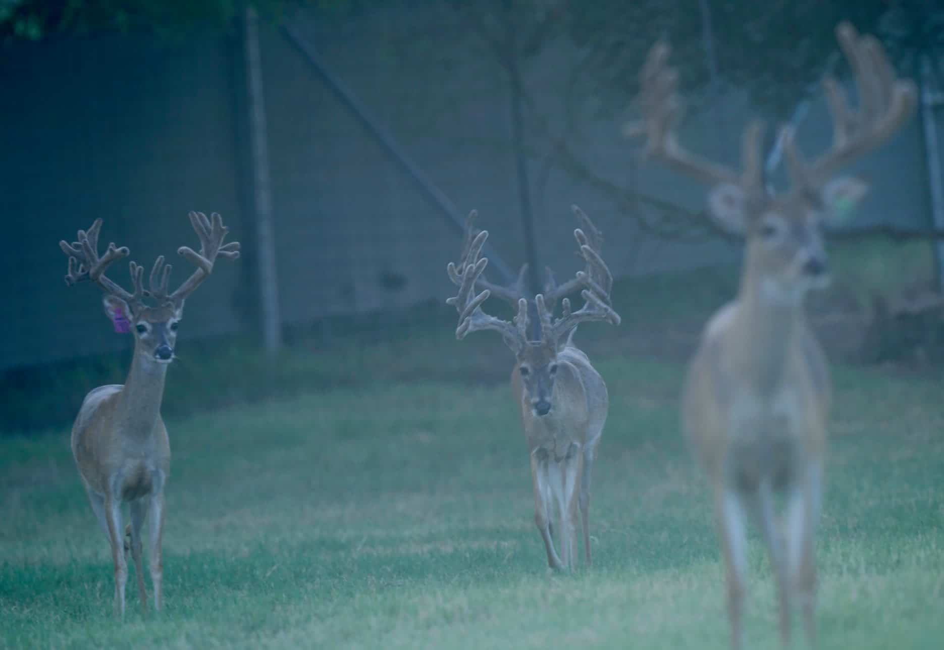 These M3 Whitetails bucks are growing out nicely at our Texas whitetail deer farm. M3 Whitetails are Texas deer breeders that specialize in raising and selling whitetail Breeder Bucks, whitetail DMP Bucks, whitetail Stocker Bucks, as well as open and bred whitetail does. Big Texas Typicals are what buyers want when buying Texas DMP Bucks, Stocker Bucks, and Breeder Bucks. Our whitetail deer for sale are sure to impress prospective buyers and are priced competitively.