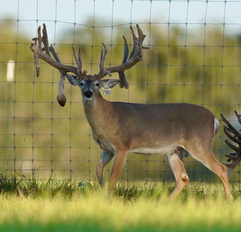 This M3 Whitetails buck has grown out nicely at our Texas whitetail deer farm. M3 Whitetails are Texas deer breeders that specialize in raising and selling whitetail Breeder Bucks, whitetail DMP Bucks, whitetail Stocker Bucks, as well as open and bred whitetail does. Big Texas Typicals are what buyers want when buying Texas DMP Bucks, Stocker Bucks, and Breeder Bucks. Our whitetail deer for sale are sure to impress prospective buyers and are priced competitively.