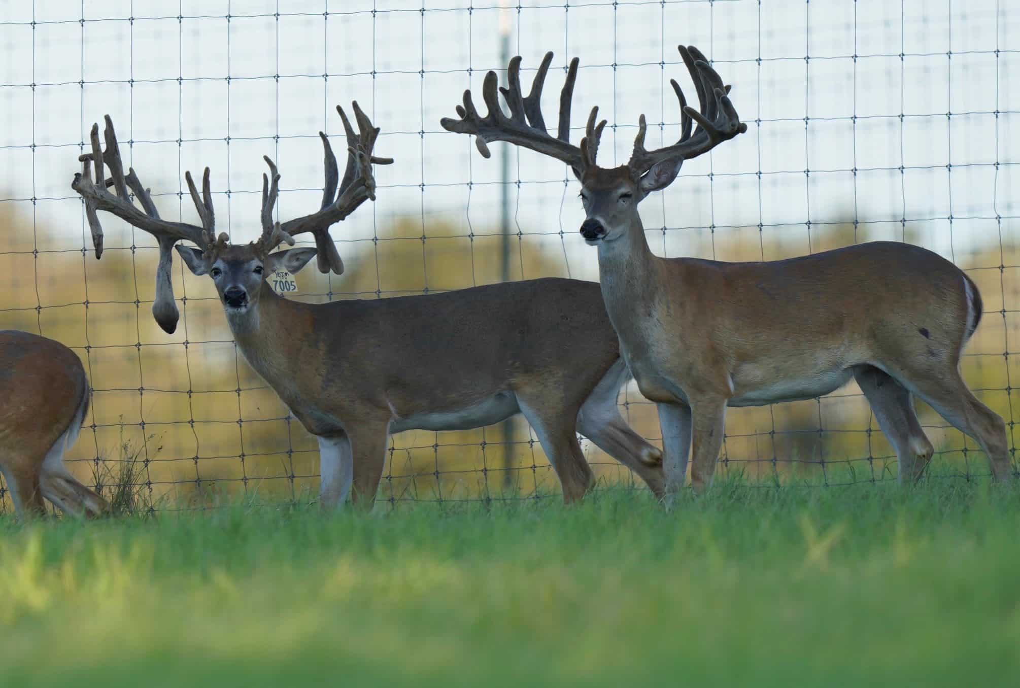 These M3 Whitetails bucks have grown out nicely at our Texas whitetail deer farm. M3 Whitetails are Texas deer breeders that specialize in raising and selling whitetail Breeder Bucks, whitetail DMP Bucks, whitetail Stocker Bucks, as well as open and bred whitetail does. Big Texas Typicals are what buyers want when buying Texas DMP Bucks, Stocker Bucks, and Breeder Bucks. Our whitetail deer for sale are sure to impress prospective buyers and are priced competitively.