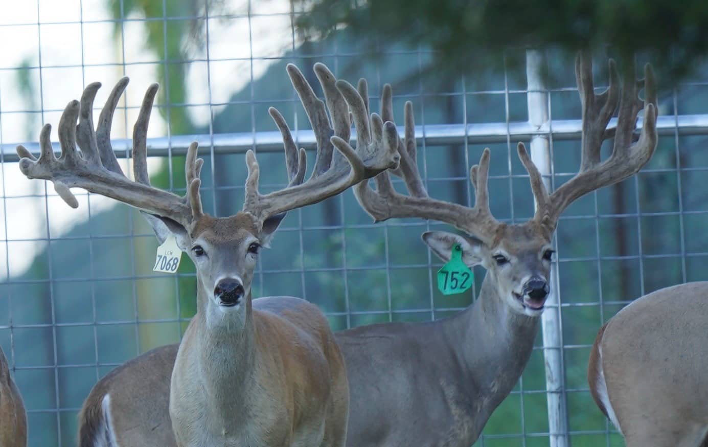 These M3 Whitetails bucks have grown out nicely at our Texas whitetail deer farm. M3 Whitetails are Texas deer breeders that specialize in raising and selling whitetail Breeder Bucks, whitetail DMP Bucks, whitetail Stocker Bucks, as well as open and bred whitetail does. Big Texas Typicals are what buyers want when buying Texas DMP Bucks, Stocker Bucks, and Breeder Bucks. Our whitetail deer for sale are sure to impress prospective buyers and are priced competitively.