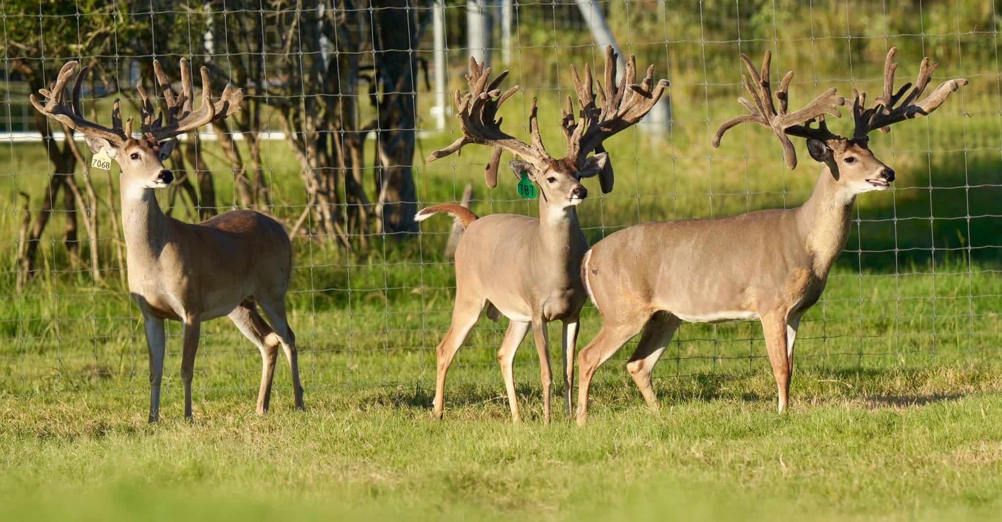 These M3 Whitetails bucks have grown out nicely at our Texas whitetail deer farm. M3 Whitetails are Texas deer breeders that specialize in raising and selling whitetail Breeder Bucks, whitetail DMP Bucks, whitetail Stocker Bucks, as well as open and bred whitetail does. Big Texas Typicals are what buyers want when buying Texas DMP Bucks, Stocker Bucks, and Breeder Bucks. Our whitetail deer for sale are sure to impress prospective buyers and are priced competitively.