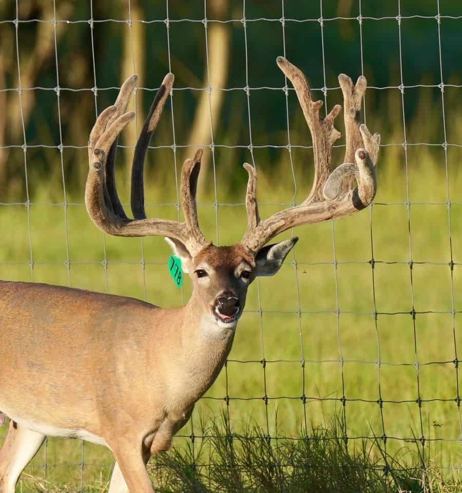 This M3 Whitetails buck has grown out nicely at our Texas whitetail deer farm. M3 Whitetails are Texas deer breeders that specialize in raising and selling whitetail Breeder Bucks, whitetail DMP Bucks, whitetail Stocker Bucks, as well as open and bred whitetail does. Big Texas Typicals are what buyers want when buying Texas DMP Bucks, Stocker Bucks, and Breeder Bucks. Our whitetail deer for sale are sure to impress prospective buyers and are priced competitively.