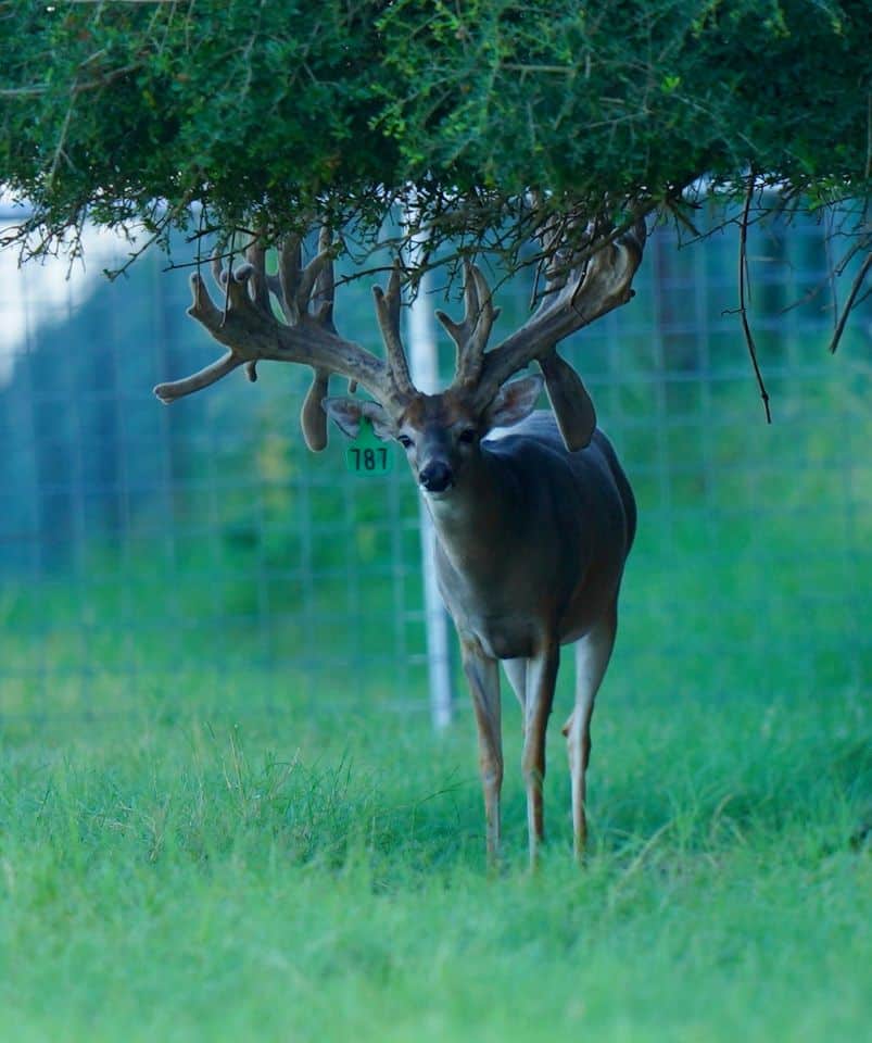 This M3 Whitetails buck has grown out nicely at our Texas whitetail deer farm. M3 Whitetails are Texas deer breeders that specialize in raising and selling whitetail Breeder Bucks, whitetail DMP Bucks, whitetail Stocker Bucks, as well as open and bred whitetail does. Big Texas Typicals are what buyers want when buying Texas DMP Bucks, Stocker Bucks, and Breeder Bucks. Our whitetail deer for sale are sure to impress prospective buyers and are priced competitively.