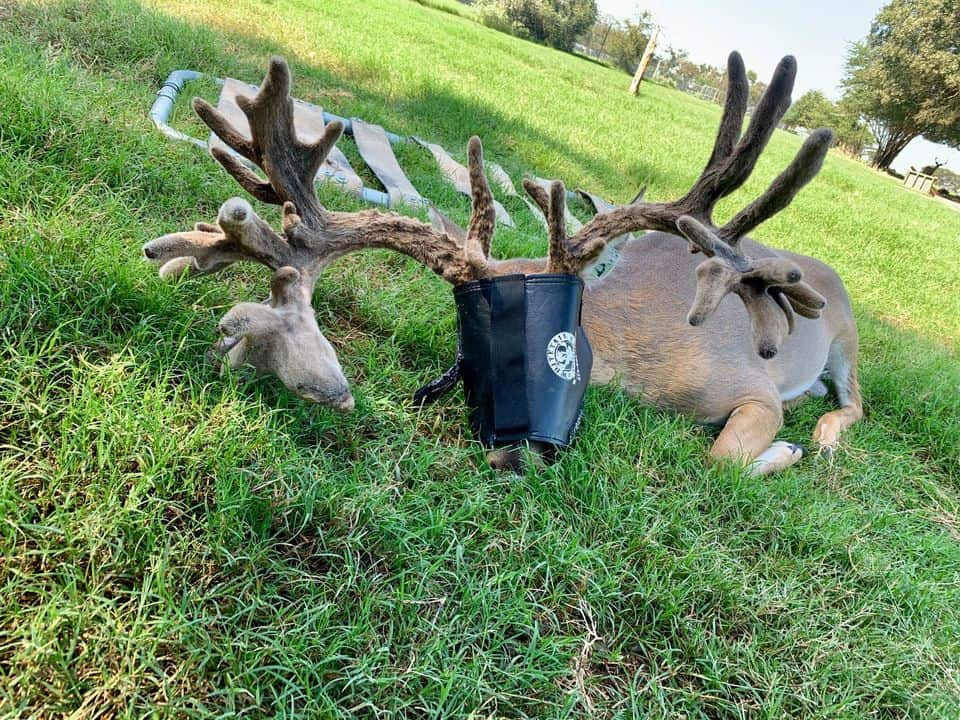 M3 Whitetails are Texas deer breeders that specialize in raising and selling whitetail Breeder Bucks, whitetail DMP Bucks, whitetail Stocker Bucks, as well as open and bred whitetail does. Big Texas Typicals are what buyers want when buying Texas DMP Bucks, Stocker Bucks, and Breeder Bucks. Our whitetail deer for sale are sure to impress prospective buyers and are priced competitively.