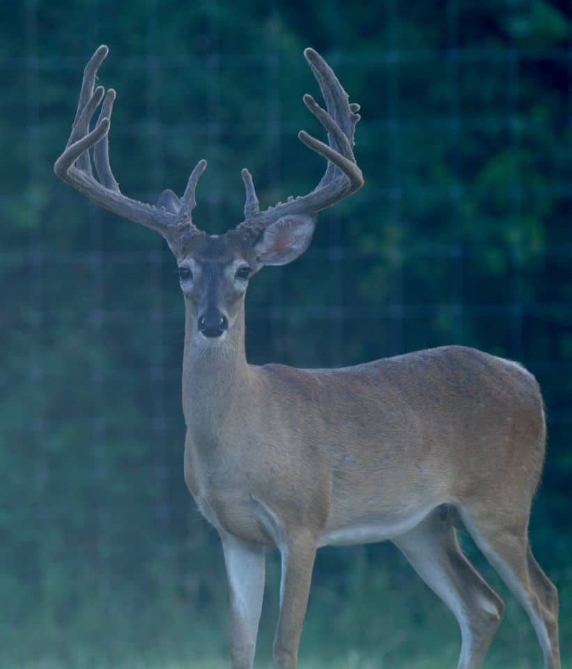 This M3 Whitetails buck is growing out nicely at our Texas whitetail deer farm. M3 Whitetails are Texas deer breeders that specialize in raising and selling whitetail Breeder Bucks, whitetail DMP Bucks, whitetail Stocker Bucks, as well as open and bred whitetail does. Big Texas Typicals are what buyers want when buying Texas DMP Bucks, Stocker Bucks, and Breeder Bucks. Our whitetail deer for sale are sure to impress prospective buyers and are priced competitively.