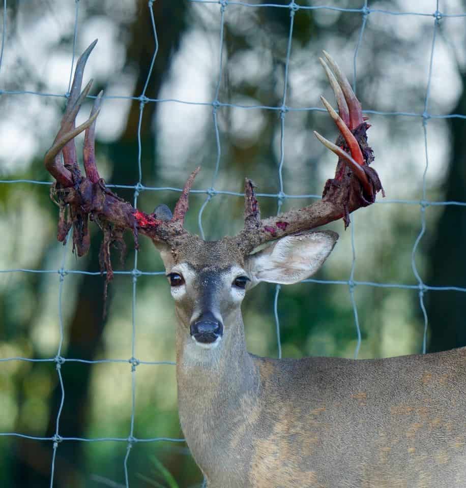 This M3 Whitetails buck is growing out nicely at our Texas whitetail deer farm. M3 Whitetails are Texas deer breeders that specialize in raising and selling whitetail Breeder Bucks, whitetail DMP Bucks, whitetail Stocker Bucks, as well as open and bred whitetail does. Big Texas Typicals are what buyers want when buying Texas DMP Bucks, Stocker Bucks, and Breeder Bucks. Our whitetail deer for sale are sure to impress prospective buyers and are priced competitively.