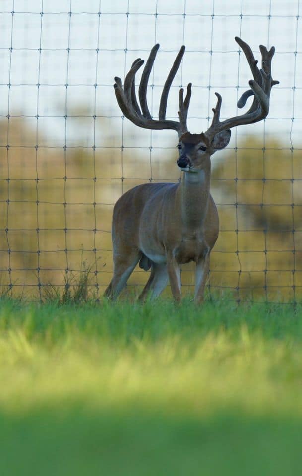 This M3 Whitetails buck has grown out nicely at our Texas whitetail deer farm. M3 Whitetails are Texas deer breeders that specialize in raising and selling whitetail Breeder Bucks, whitetail DMP Bucks, whitetail Stocker Bucks, as well as open and bred whitetail does. Big Texas Typicals are what buyers want when buying Texas DMP Bucks, Stocker Bucks, and Breeder Bucks. Our whitetail deer for sale are sure to impress prospective buyers and are priced competitively.