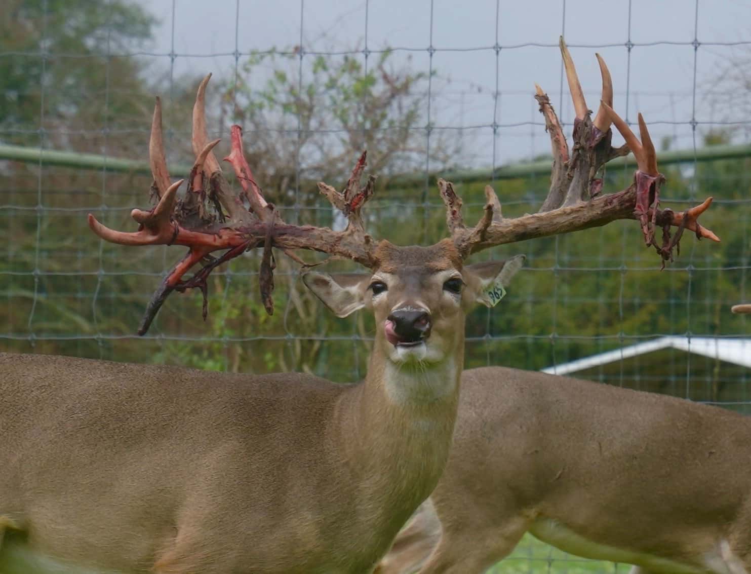 This M3 Whitetails buck has grown out nicely at our Texas whitetail deer farm. M3 Whitetails are Texas deer breeders that specialize in raising and selling whitetail Breeder Bucks, whitetail DMP Bucks, whitetail Stocker Bucks, as well as open and bred whitetail does. Big Texas Typicals are what buyers want when buying Texas DMP Bucks, Stocker Bucks, and Breeder Bucks. Our whitetail deer for sale are sure to impress prospective buyers and are priced competitively.