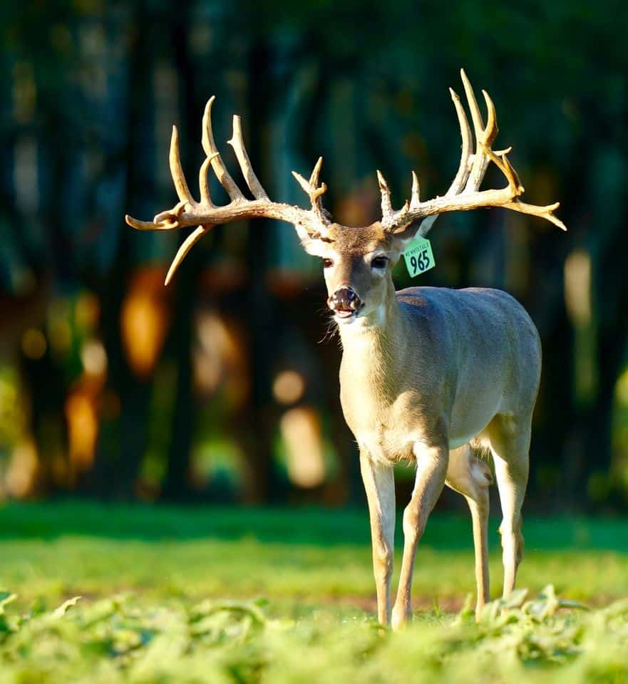 This M3 Whitetails buck is growing out nicely at our Texas whitetail deer farm. M3 Whitetails are Texas deer breeders that specialize in raising and selling whitetail Breeder Bucks, whitetail DMP Bucks, whitetail Stocker Bucks, as well as open and bred whitetail does. Big Texas Typicals are what buyers want when buying Texas DMP Bucks, Stocker Bucks, and Breeder Bucks. Our whitetail deer for sale are sure to impress prospective buyers and are priced competitively.