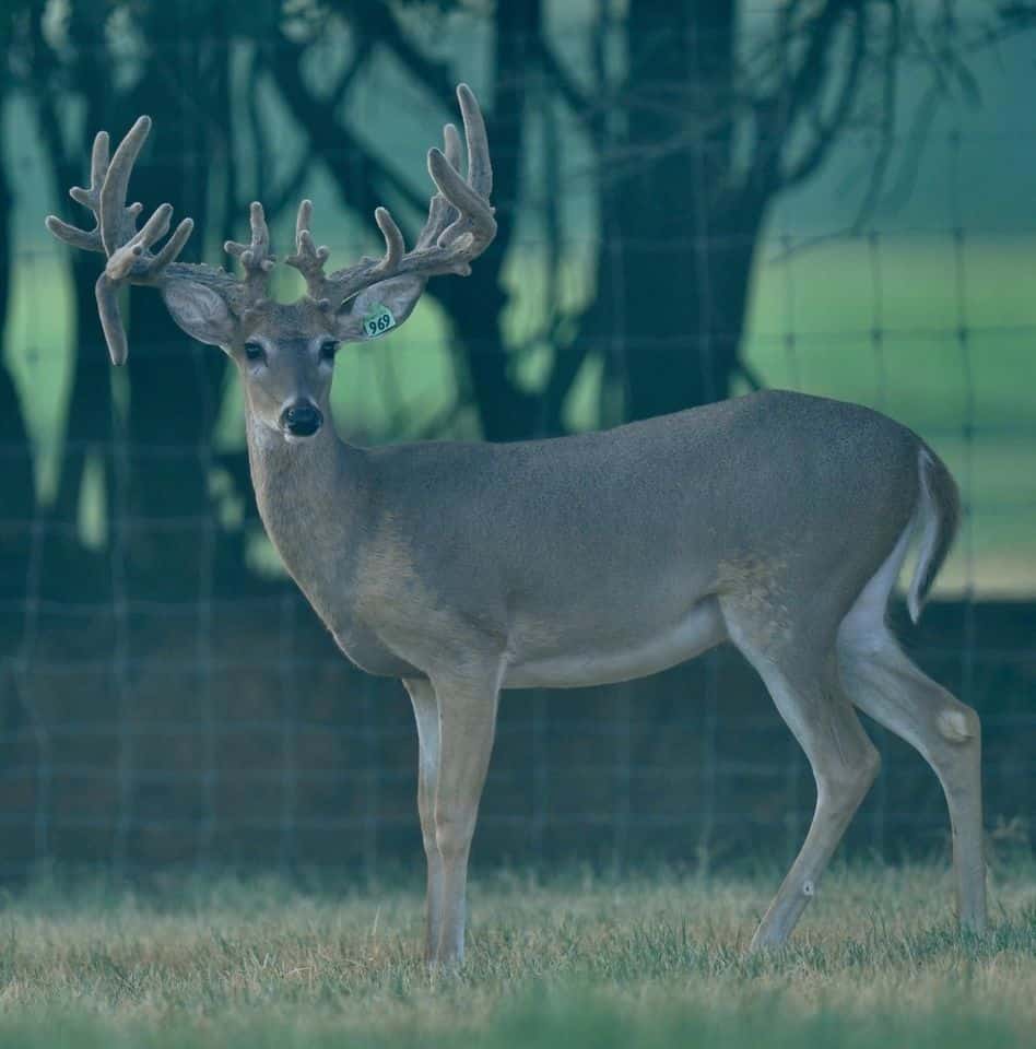This M3 Whitetails buck is growing out nicely at our Texas whitetail deer farm. M3 Whitetails are Texas deer breeders that specialize in raising and selling whitetail Breeder Bucks, whitetail DMP Bucks, whitetail Stocker Bucks, as well as open and bred whitetail does. Big Texas Typicals are what buyers want when buying Texas DMP Bucks, Stocker Bucks, and Breeder Bucks. Our whitetail deer for sale are sure to impress prospective buyers and are priced competitively.
