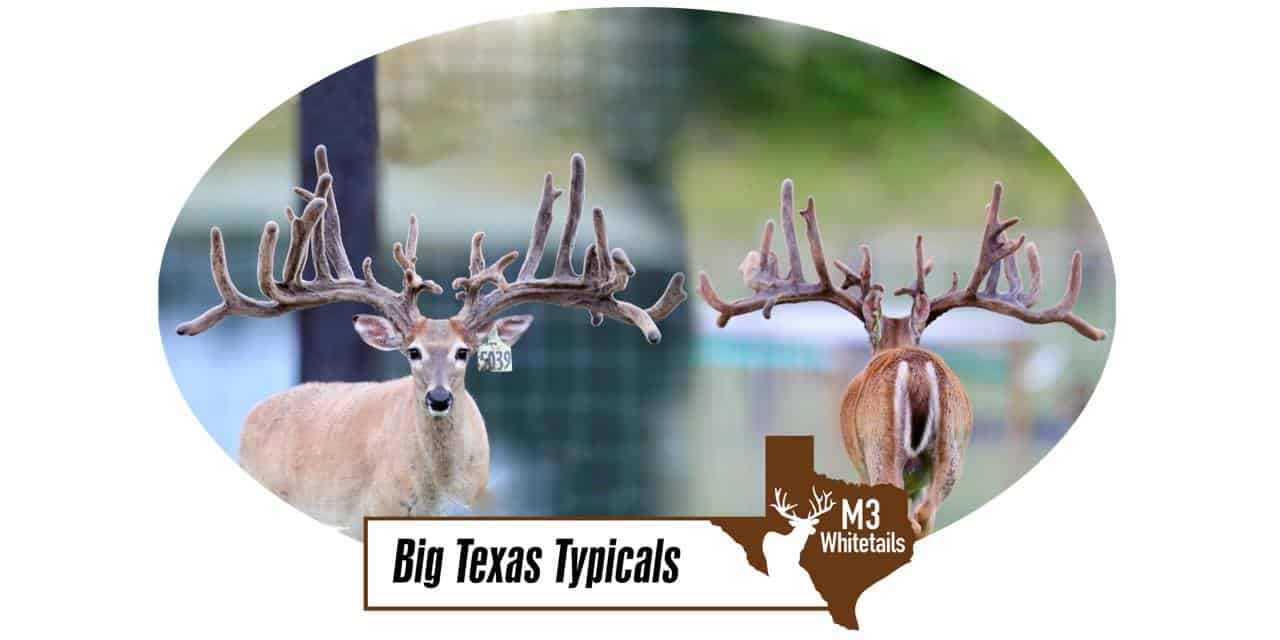 This M3 Whitetails buck has grown out nicely at our Texas whitetail deer farm. M3 Whitetails are Texas deer breeders that specialize in raising and selling whitetail Breeder Bucks, whitetail DMP Bucks, whitetail Stocker Bucks, as well as open and bred whitetail does. Big Texas Typicals are what buyers want when buying Texas DMP Bucks, Stocker Bucks, and Breeder Bucks. Our whitetail deer for sale are sure to impress prospective buyers and are priced competitively.