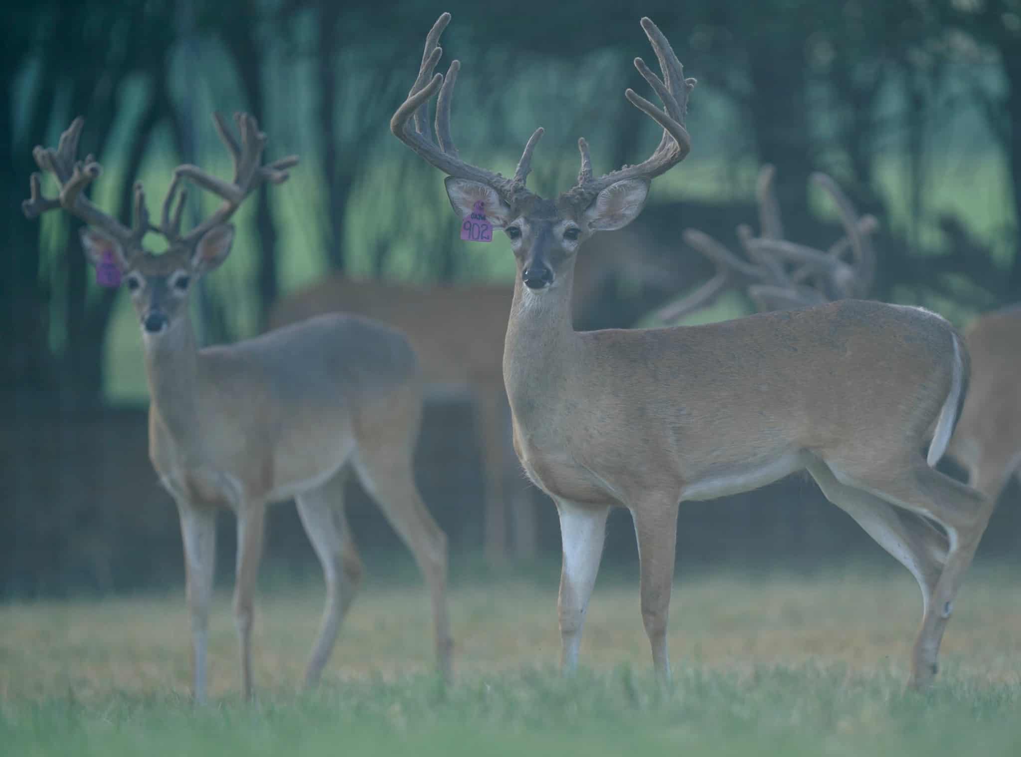 These M3 Whitetails bucks are growing out nicely at our Texas whitetail deer farm. M3 Whitetails are Texas deer breeders that specialize in raising and selling whitetail Breeder Bucks, whitetail DMP Bucks, whitetail Stocker Bucks, as well as open and bred whitetail does. Big Texas Typicals are what buyers want when buying Texas DMP Bucks, Stocker Bucks, and Breeder Bucks. Our whitetail deer for sale are sure to impress prospective buyers and are priced competitively.