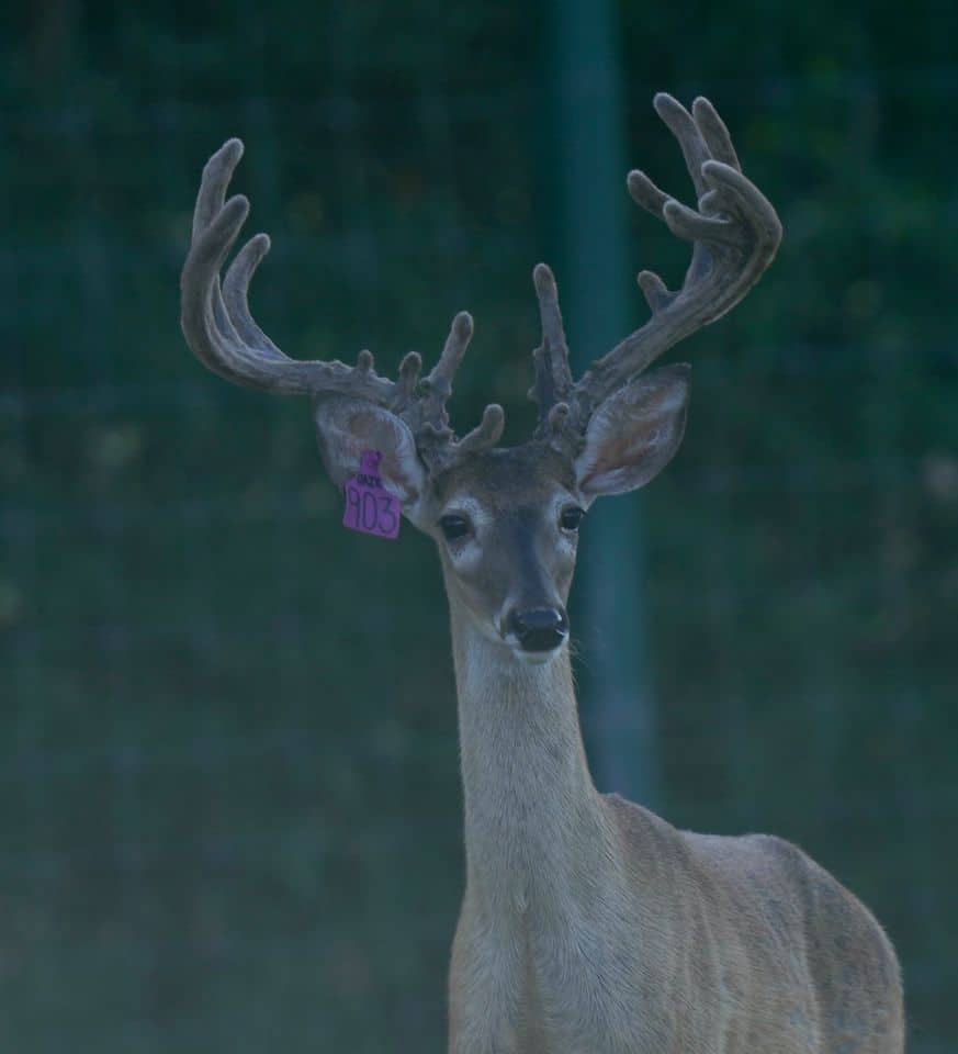 This M3 Whitetails buck is growing out nicely at our Texas whitetail deer farm. M3 Whitetails are Texas deer breeders that specialize in raising and selling whitetail Breeder Bucks, whitetail DMP Bucks, whitetail Stocker Bucks, as well as open and bred whitetail does. Big Texas Typicals are what buyers want when buying Texas DMP Bucks, Stocker Bucks, and Breeder Bucks. Our whitetail deer for sale are sure to impress prospective buyers and are priced competitively.