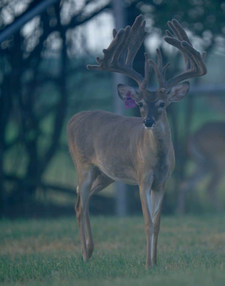 This M3 Whitetails buck is growing out nicely at our Texas whitetail deer farm. M3 Whitetails are Texas deer breeders that specialize in raising and selling whitetail Breeder Bucks, whitetail DMP Bucks, whitetail Stocker Bucks, as well as open and bred whitetail does. Big Texas Typicals are what buyers want when buying Texas DMP Bucks, Stocker Bucks, and Breeder Bucks. Our whitetail deer for sale are sure to impress prospective buyers and are priced competitively.