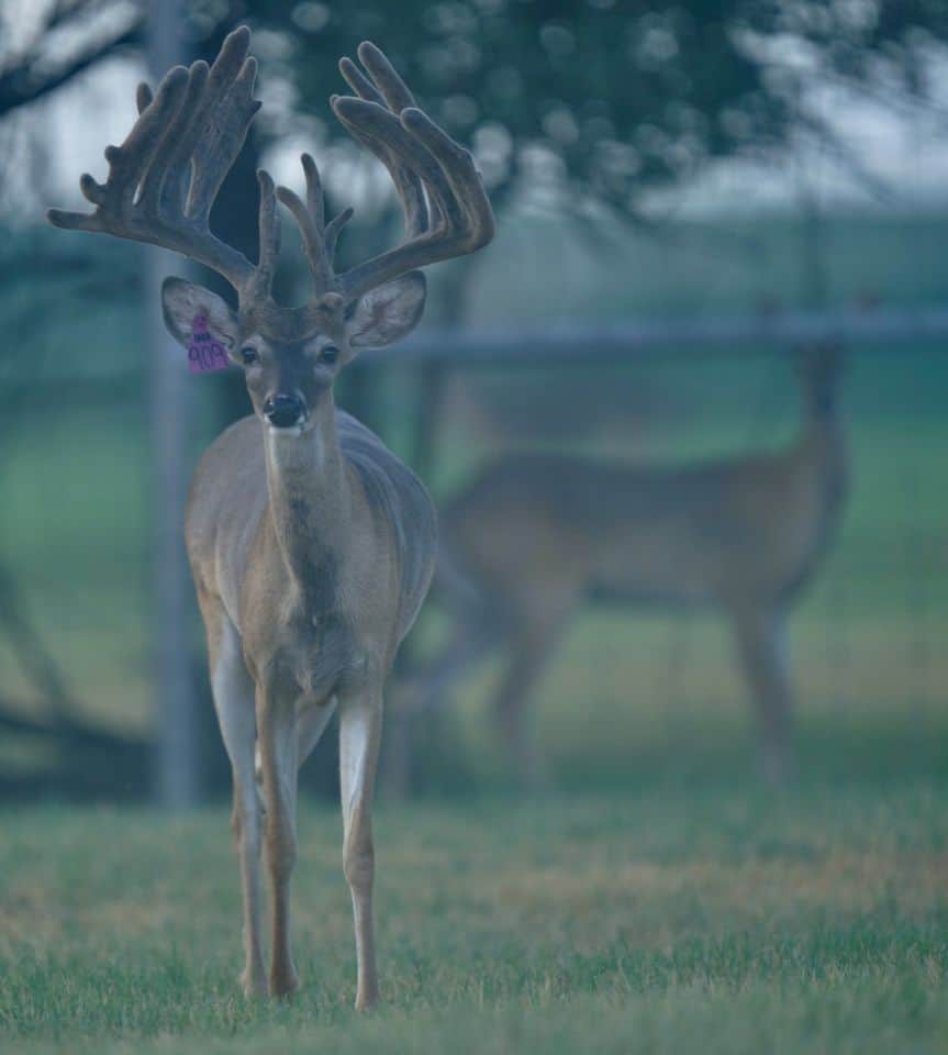 This M3 Whitetails buck is growing out nicely at our Texas whitetail deer farm. M3 Whitetails are Texas deer breeders that specialize in raising and selling whitetail Breeder Bucks, whitetail DMP Bucks, whitetail Stocker Bucks, as well as open and bred whitetail does. Big Texas Typicals are what buyers want when buying Texas DMP Bucks, Stocker Bucks, and Breeder Bucks. Our whitetail deer for sale are sure to impress prospective buyers and are priced competitively.