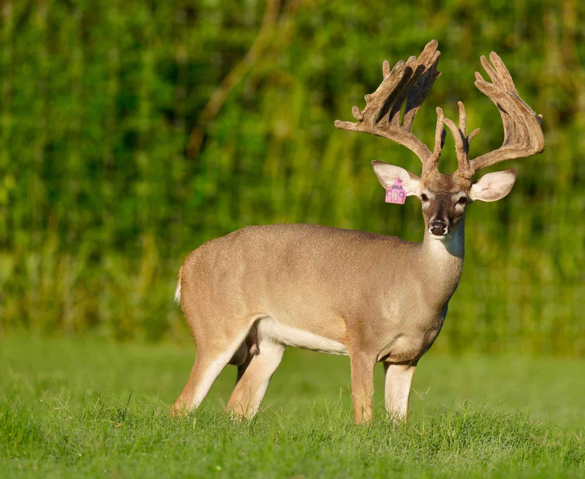 This M3 Whitetails buck is growing out nicely at our Texas whitetail deer farm. M3 Whitetails are Texas deer breeders that specialize in raising and selling whitetail Breeder Bucks, whitetail DMP Bucks, whitetail Stocker Bucks, as well as open and bred whitetail does. Big Texas Typicals are what buyers want when buying Texas DMP Bucks, Stocker Bucks, and Breeder Bucks. Our whitetail deer for sale are sure to impress prospective buyers and are priced competitively.