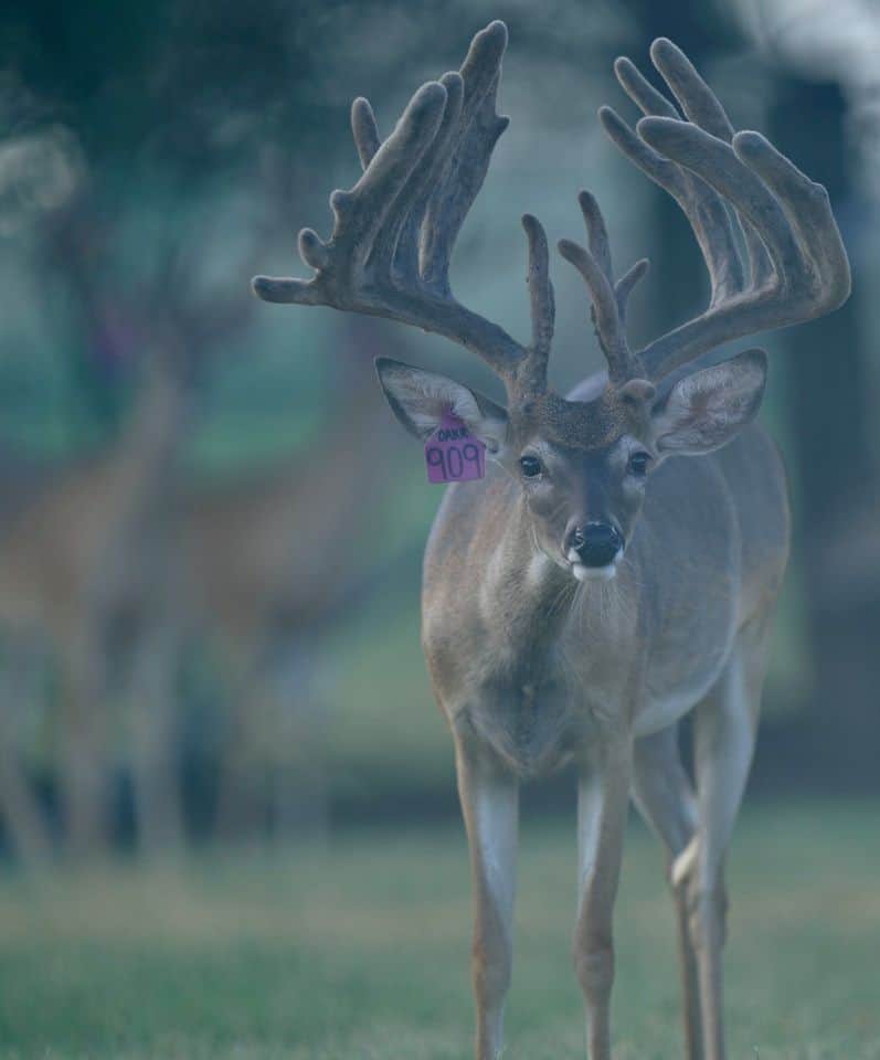 This M3 Whitetails buck is growing out nicely at our Texas whitetail deer farm. M3 Whitetails are Texas deer breeders that specialize in raising and selling whitetail Breeder Bucks, whitetail DMP Bucks, whitetail Stocker Bucks, as well as open and bred whitetail does. Big Texas Typicals are what buyers want when buying Texas DMP Bucks, Stocker Bucks, and Breeder Bucks. Our whitetail deer for sale are sure to impress prospective buyers and are priced competitively.
