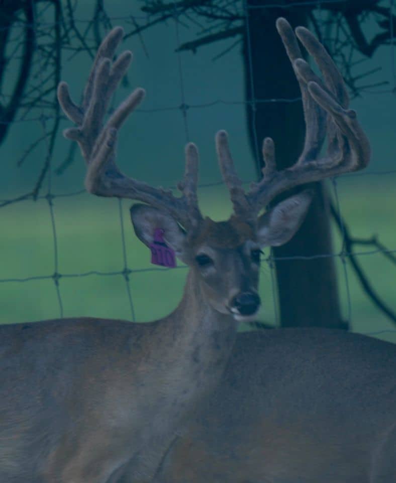 This M3 Whitetails buck is growing out nicely at our Texas whitetail deer farm. M3 Whitetails are Texas deer breeders that specialize in raising and selling whitetail Breeder Bucks, whitetail DMP Bucks, whitetail Stocker Bucks, as well as open and bred whitetail does. Big Texas Typicals are what buyers want when buying Texas DMP Bucks, Stocker Bucks, and Breeder Bucks. Our whitetail deer for sale are sure to impress prospective buyers and are priced competitively.
