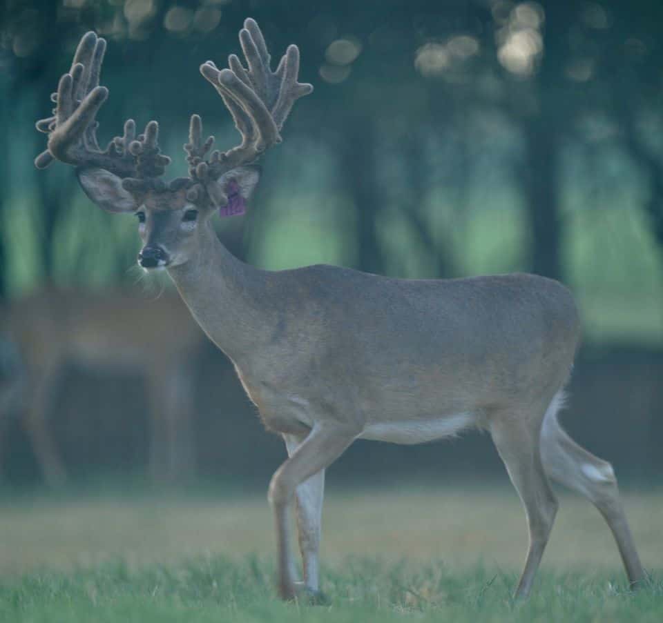 This M3 Whitetails buck is growing out nicely at our Texas whitetail deer farm. M3 Whitetails are Texas deer breeders that specialize in raising and selling whitetail Breeder Bucks, whitetail DMP Bucks, whitetail Stocker Bucks, as well as open and bred whitetail does. Big Texas Typicals are what buyers want when buying Texas DMP Bucks, Stocker Bucks, and Breeder Bucks. Our whitetail deer for sale are sure to impress prospective buyers and are priced competitively.