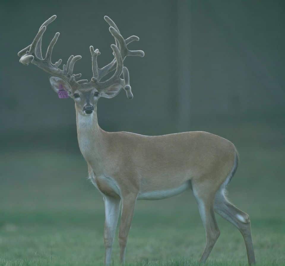 This M3 Whitetails buck is growing out nicely at our Texas whitetail deer farm. M3 Whitetails are Texas deer breeders that specialize in raising and selling whitetail Breeder Bucks, whitetail DMP Bucks, whitetail Stocker Bucks, as well as open and bred whitetail does. Big Texas Typicals are what buyers want when buying Texas DMP Bucks, Stocker Bucks, and Breeder Bucks. Our whitetail deer for sale are sure to impress prospective buyers and are priced competitively.
