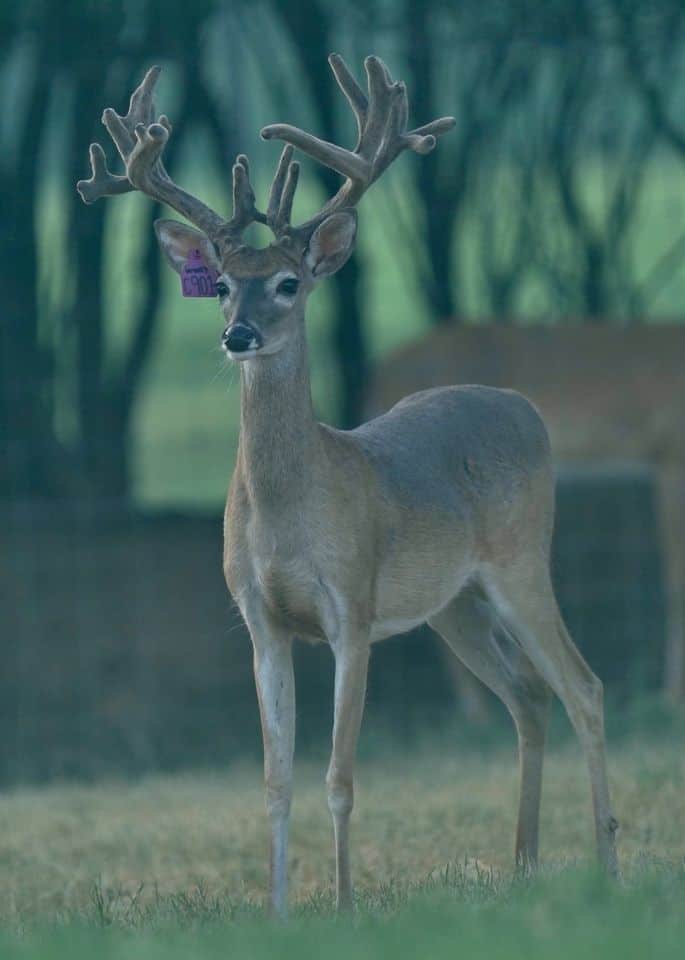 This M3 Whitetails buck is growing out nicely at our Texas whitetail deer farm. M3 Whitetails are Texas deer breeders that specialize in raising and selling whitetail Breeder Bucks, whitetail DMP Bucks, whitetail Stocker Bucks, as well as open and bred whitetail does. Big Texas Typicals are what buyers want when buying Texas DMP Bucks, Stocker Bucks, and Breeder Bucks. Our whitetail deer for sale are sure to impress prospective buyers and are priced competitively.