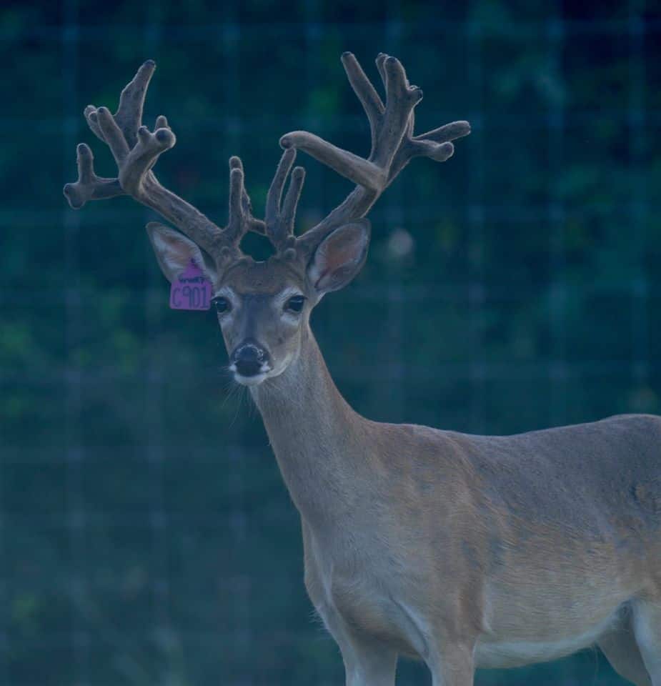 This M3 Whitetails buck is growing out nicely at our Texas whitetail deer farm. M3 Whitetails are Texas deer breeders that specialize in raising and selling whitetail Breeder Bucks, whitetail DMP Bucks, whitetail Stocker Bucks, as well as open and bred whitetail does. Big Texas Typicals are what buyers want when buying Texas DMP Bucks, Stocker Bucks, and Breeder Bucks. Our whitetail deer for sale are sure to impress prospective buyers and are priced competitively.