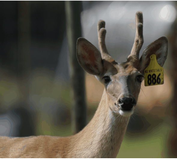 This M3 Whitetails buck is growing out nicely at our Texas whitetail deer farm. M3 Whitetails are Texas deer breeders that specialize in raising and selling whitetail Breeder Bucks, whitetail DMP Bucks, whitetail Stocker Bucks, as well as open and bred whitetail does. Big Texas Typicals are what buyers want when buying Texas DMP Bucks, Stocker Bucks, and Breeder Bucks. Our whitetail deer for sale are sure to impress prospective buyers and are priced competitively.