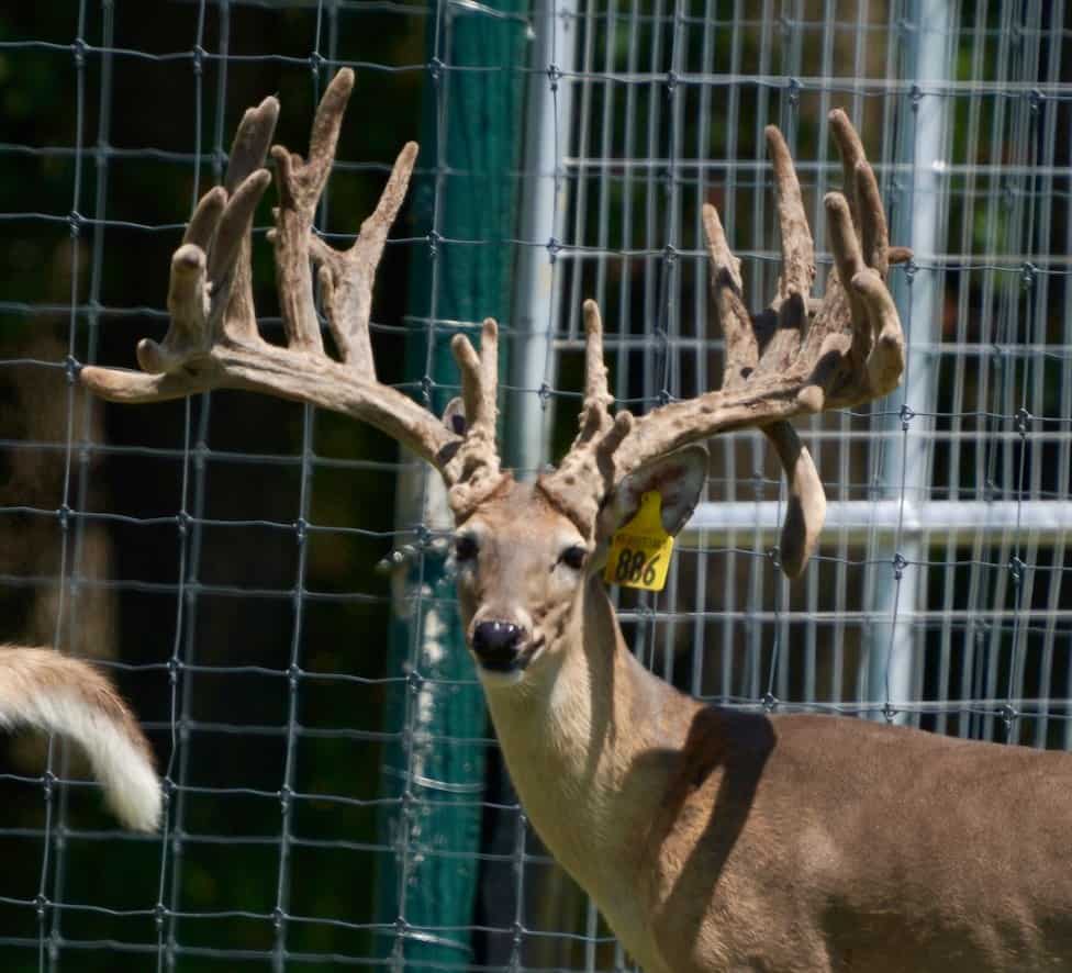 This M3 Whitetails buck is growing out nicely at our Texas whitetail deer farm. M3 Whitetails are Texas deer breeders that specialize in raising and selling whitetail Breeder Bucks, whitetail DMP Bucks, whitetail Stocker Bucks, as well as open and bred whitetail does. Big Texas Typicals are what buyers want when buying Texas DMP Bucks, Stocker Bucks, and Breeder Bucks. Our whitetail deer for sale are sure to impress prospective buyers and are priced competitively.