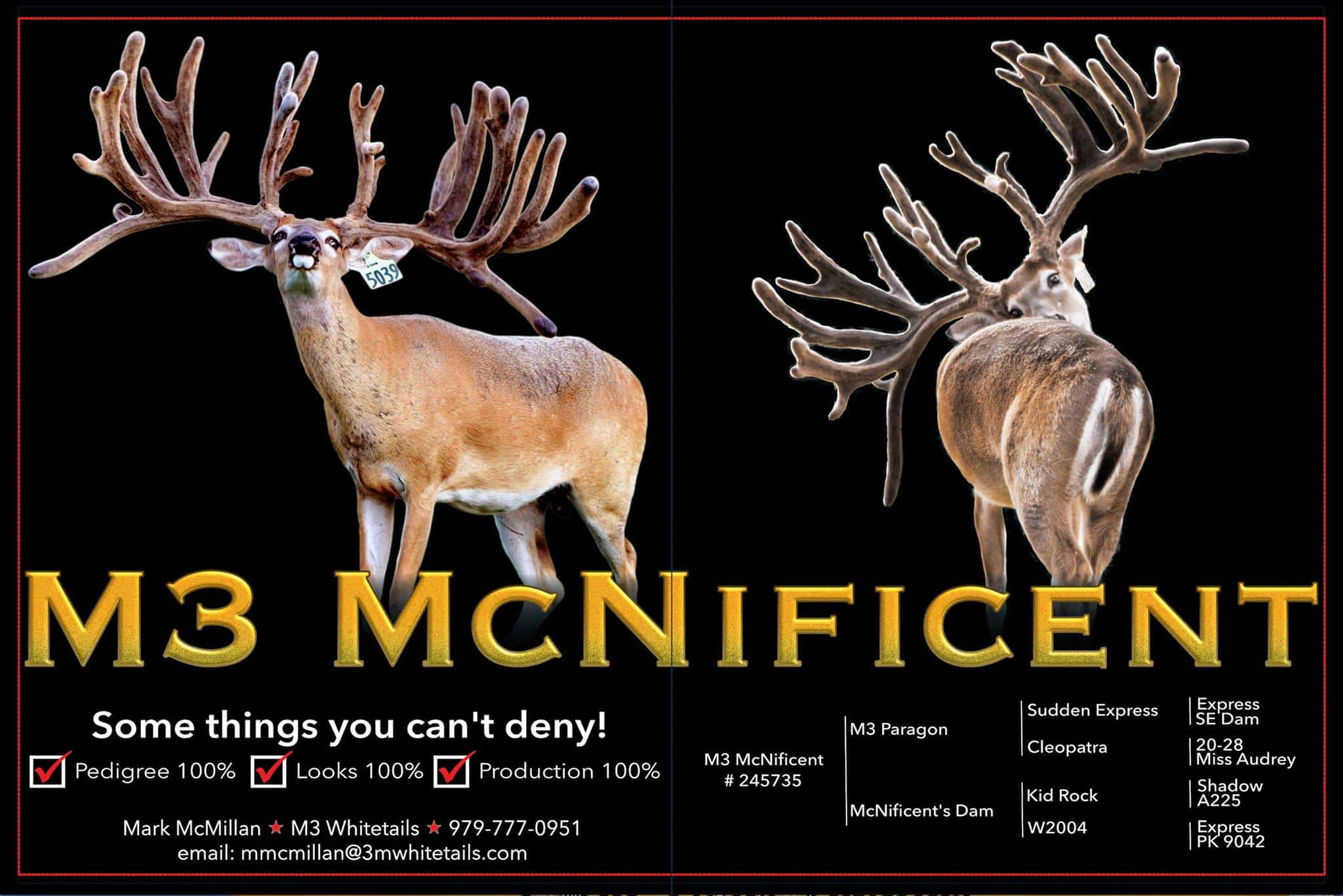 M3 Whitetails are Texas deer breeders that specialize in raising and selling whitetail Breeder Bucks, whitetail DMP Bucks, whitetail Stocker Bucks, as well as open and bred whitetail does. Big Texas Typicals are what buyers want when buying Texas DMP Bucks, Stocker Bucks, and Breeder Bucks.  Our whitetail deer for sale are sure to impress prospective buyers and are priced competitively.