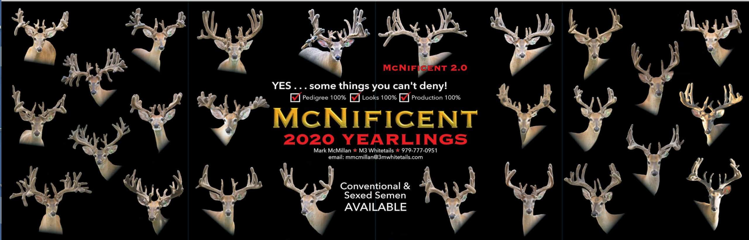 M3 Whitetails are Texas deer breeders that specialize in raising and selling whitetail Breeder Bucks, whitetail DMP Bucks, whitetail Stocker Bucks, as well as open and bred whitetail does. Big Texas Typicals are what buyers want when buying Texas DMP Bucks, Stocker Bucks, and Breeder Bucks.  Our whitetail deer for sale are sure to impress prospective buyers and are priced competitively.