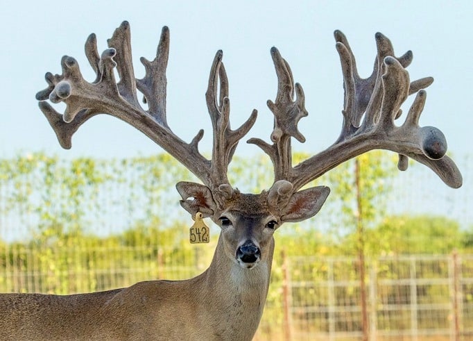 M3 Whitetails are Texas deer breeders that specialize in raising and selling whitetail Breeder Bucks, whitetail DMP Bucks, whitetail Stocker Bucks, as well as open and bred whitetail does. Big Texas Typicals are what buyers want when buying Texas DMP Bucks, Stocker Bucks, and Breeder Bucks.  Our whitetail deer for sale are sure to impress prospective buyers and are priced competitively.