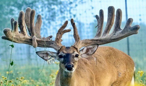 M3 Whitetails are Texas deer breeders that specialize in raising and selling whitetail Breeder Bucks, whitetail DMP Bucks, whitetail Stocker Bucks, as well as open and bred whitetail does. Big Texas Typicals are what buyers want when buying Texas DMP Bucks, Stocker Bucks, and Breeder Bucks.  Our whitetail deer for sale are sure to impress prospective buyers and are priced competitively.