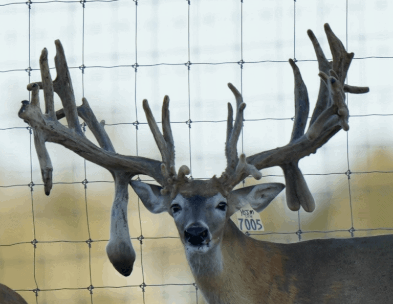 M3 Whitetails are Texas deer breeders that specialize in raising and selling whitetail Breeder Bucks, whitetail DMP Bucks, whitetail Stocker Bucks, as well as open and bred whitetail does. Big Texas Typicals are what buyers want when buying Texas DMP Bucks, Stocker Bucks, and Breeder Bucks. Our whitetail deer for sale are sure to impress prospective buyers and are priced competitively.