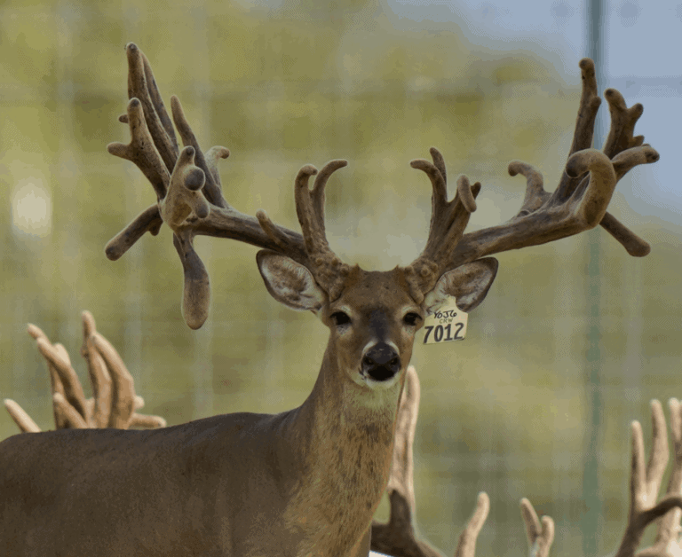 M3 Whitetails are Texas deer breeders that specialize in raising and selling whitetail Breeder Bucks, whitetail DMP Bucks, whitetail Stocker Bucks, as well as open and bred whitetail does. Big Texas Typicals are what buyers want when buying Texas DMP Bucks, Stocker Bucks, and Breeder Bucks. Our whitetail deer for sale are sure to impress prospective buyers and are priced competitively.