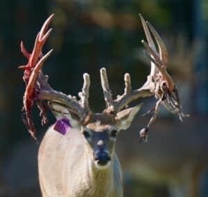 M3 Whitetails are Texas deer breeders that specialize in raising and selling whitetail Breeder Bucks, whitetail DMP Bucks, whitetail Stocker Bucks, as well as open and bred whitetail does. Big Texas Typicals are what buyers want when buying Texas DMP Bucks, Stocker Bucks, and Breeder Bucks. Our whitetail deer for sale are sure to impress prospective buyers and are priced competitively.