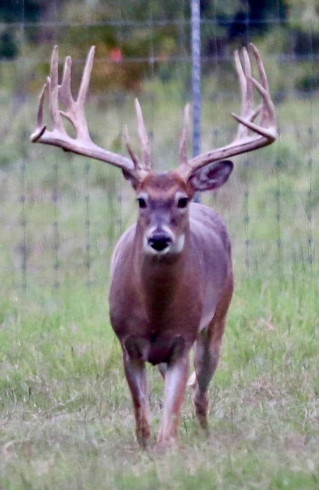 M3 Whitetails are Texas deer breeders that specialize in raising and selling whitetail Breeder Bucks, whitetail DMP Bucks, whitetail Stocker Bucks, as well as open and bred whitetail does. Big Texas Typicals are what buyers want when buying Texas DMP Bucks, Stocker Bucks, and Breeder Bucks.  Our whitetail deer for sale are sure to impress prospective buyers and are priced competitively.