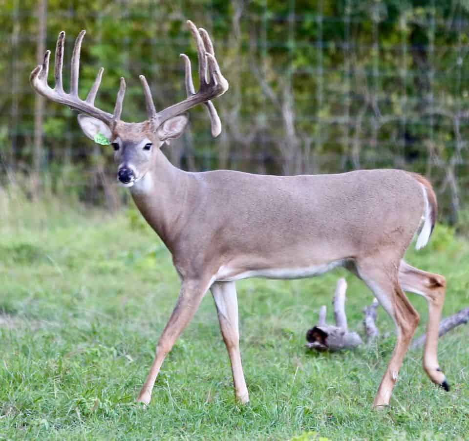 M3 Whitetails are Texas deer breeders that specialize in raising and selling whitetail Breeder Bucks, whitetail DMP Bucks, whitetail Stocker Bucks, as well as open and bred whitetail does. Big Texas Typicals are what buyers want when buying Texas DMP Bucks, Stocker Bucks, and Breeder Bucks.  Our whitetail deer for sale are sure to impress prospective buyers and are priced competitively.
