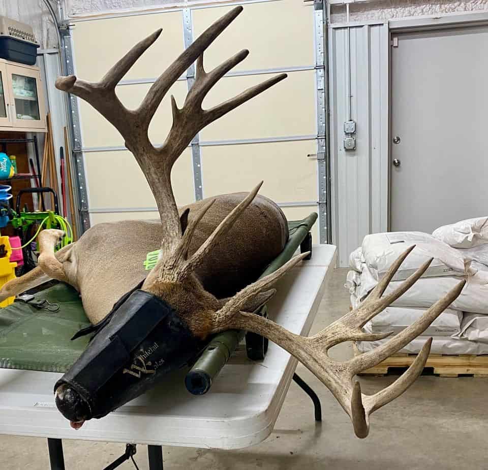 M3 Whitetails are Texas deer breeders that specialize in raising and selling whitetail Breeder Bucks, whitetail DMP Bucks, whitetail Stocker Bucks, as well as open and bred whitetail does. Big Texas Typicals are what buyers want when buying Texas DMP Bucks, Stocker Bucks, and Breeder Bucks.  Our whitetail deer for sale are sure to impress prospective buyers and are priced competitively.