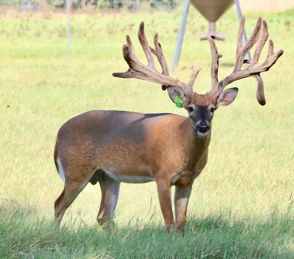 M3 Whitetails are Texas deer breeders that specialize in raising and selling whitetail Breeder Bucks, whitetail DMP Bucks, whitetail Stocker Bucks, as well as open and bred whitetail does. Big Texas Typicals are what buyers want when buying Texas DMP Bucks, Stocker Bucks, and Breeder Bucks.  Our whitetail deer for sale are sure to impress prospective buyers and are priced competitively.