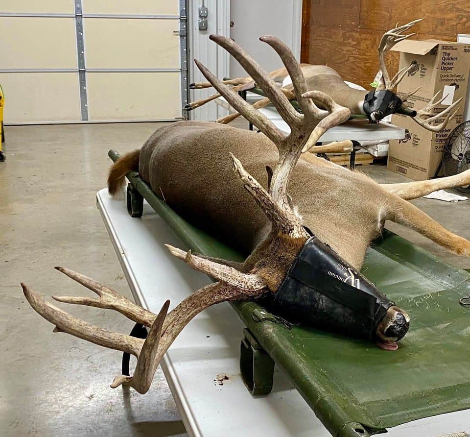 M3 Whitetails are Texas deer breeders that specialize in raising and selling whitetail Breeder Bucks, whitetail DMP Bucks, whitetail Stocker Bucks, as well as open and bred whitetail does. Big Texas Typicals are what buyers want when buying Texas DMP Bucks, Stocker Bucks, and Breeder Bucks.  Our whitetail deer for sale are sure to impress prospective buyers and are priced competitively.