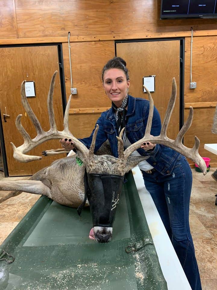 M3 Whitetails are Texas deer breeders that specialize in raising and selling whitetail Breeder Bucks, whitetail DMP Bucks, whitetail Stocker Bucks, as well as open and bred whitetail does. Big Texas Typicals are what buyers want when buying Texas DMP Bucks, Stocker Bucks, and Breeder Bucks.  Our whitetail deer for sale are sure to impress prospective buyers and are priced competitively.
