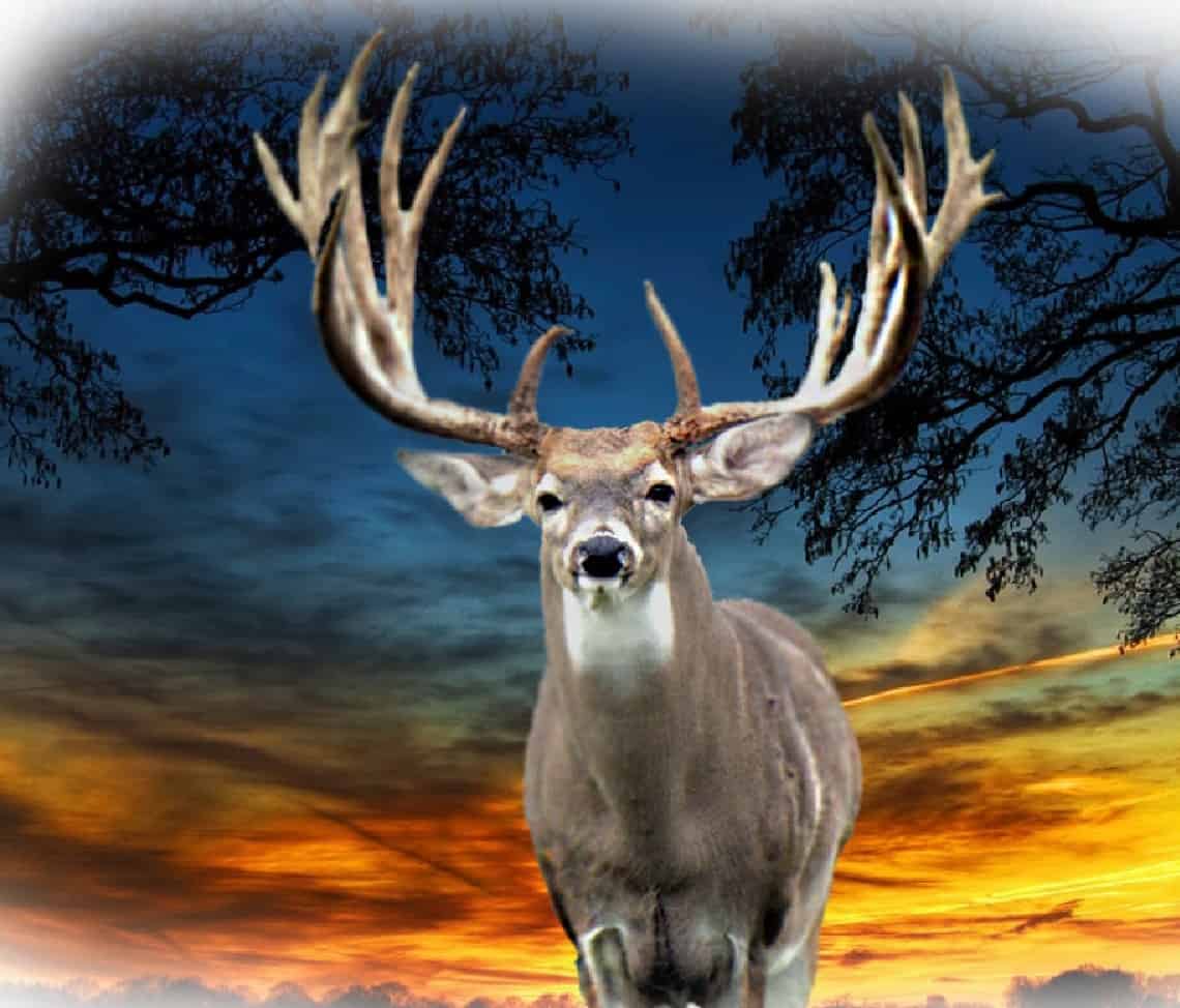  M3 Whitetails are Texas deer breeders that specialize in raising and selling whitetail Breeder Bucks, whitetail DMP Bucks, whitetail Stocker Bucks, as well as open and bred whitetail does. Big Texas Typicals are what buyers want when buying Texas DMP Bucks, Stocker Bucks, and Breeder Bucks.  Our whitetail deer for sale are sure to impress prospective buyers and are priced competitively.