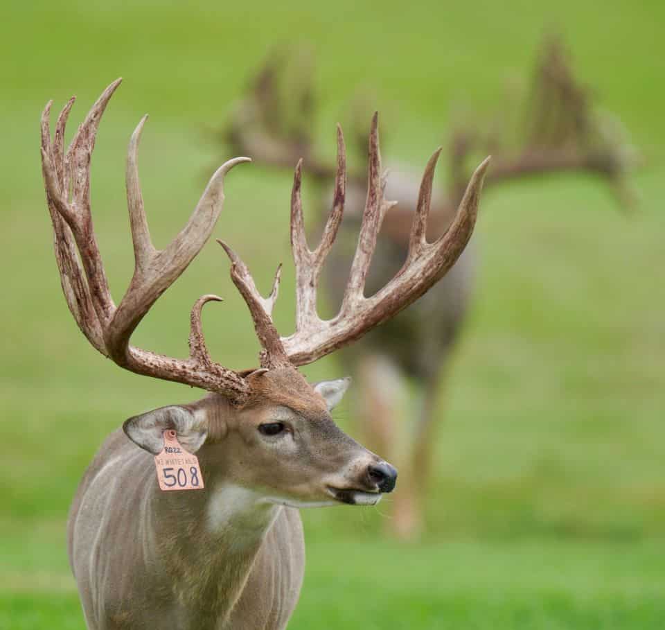 M3 Whitetails are Texas deer breeders that specialize in raising and selling whitetail Breeder Bucks, whitetail DMP Bucks, whitetail Stocker Bucks, as well as open and bred whitetail does. Big Texas Typicals are what buyers want when buying Texas DMP Bucks, Stocker Bucks, and Breeder Bucks.  Our whitetail deer for sale are sure to impress prospective buyers and are priced competitively.