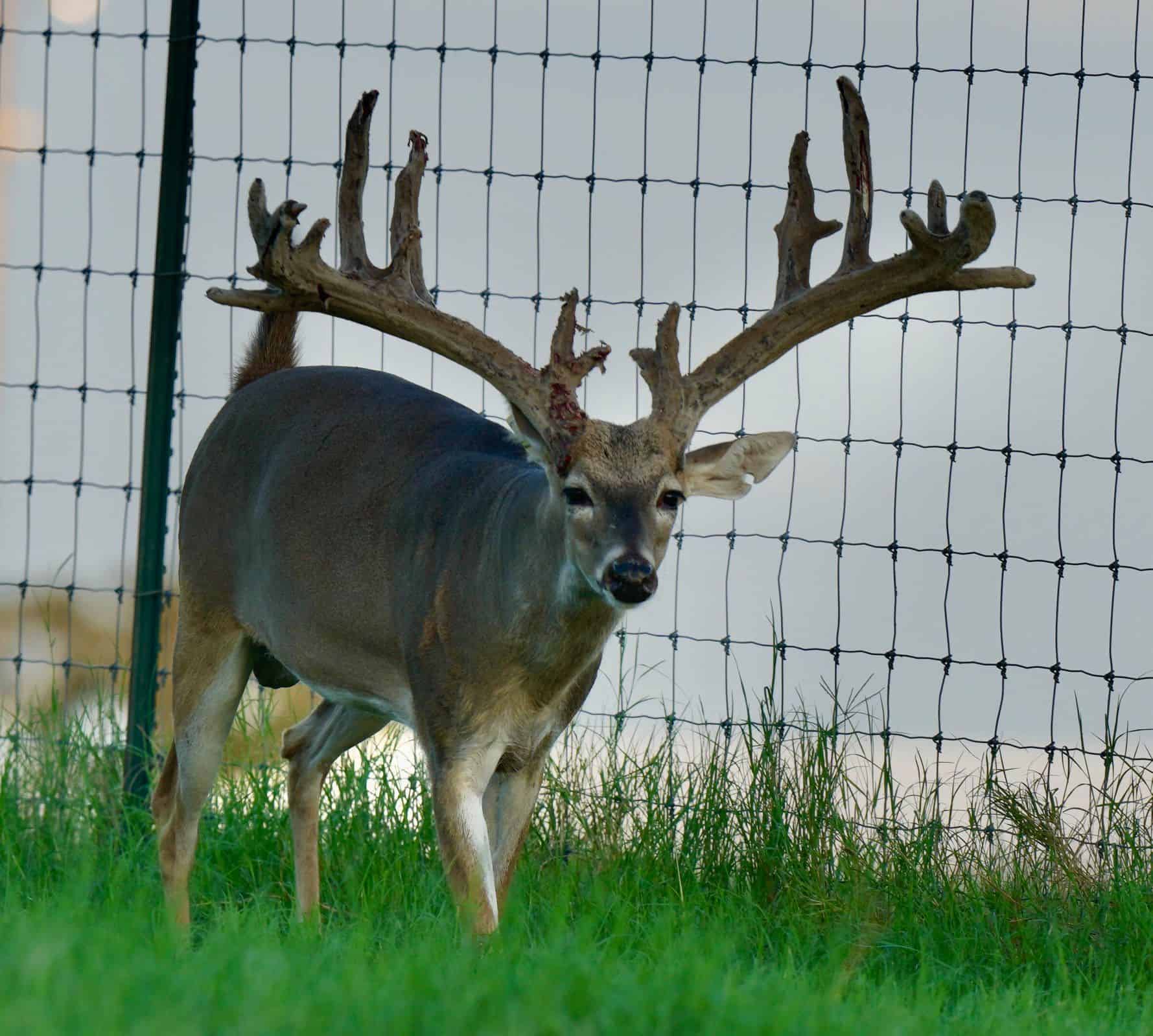 M3 Whitetails are Texas deer breeders that specialize in raising and selling whitetail Breeder Bucks, whitetail DMP Bucks, whitetail Stocker Bucks, as well as open and bred whitetail does. Big Texas Typicals are what buyers want when buying Texas DMP Bucks, Stocker Bucks, and Breeder Bucks. Our whitetail deer for sale are sure to impress prospective buyers and are priced competitively.