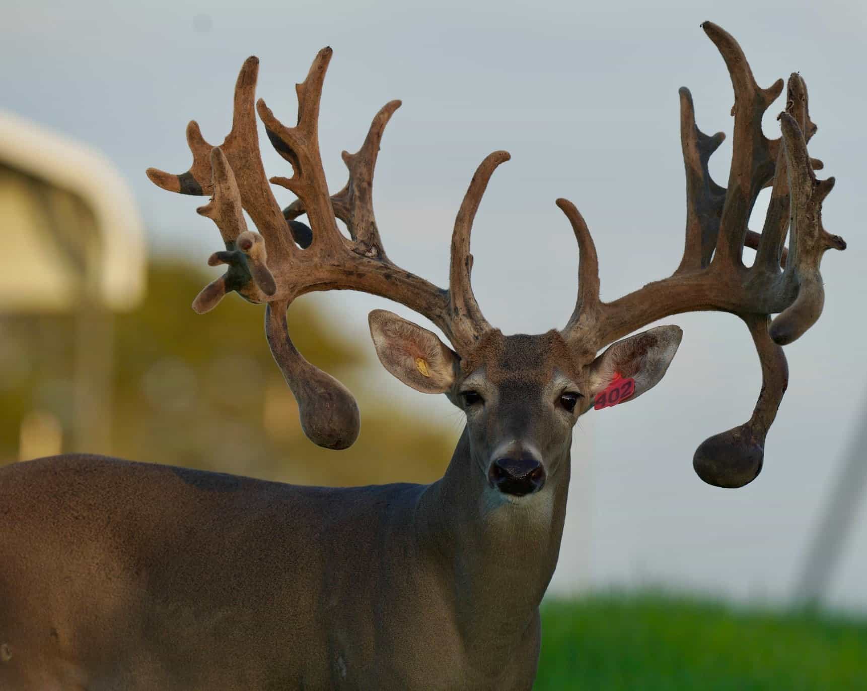  M3 Whitetails are Texas deer breeders that specialize in raising and selling whitetail Breeder Bucks, whitetail DMP Bucks, whitetail Stocker Bucks, as well as open and bred whitetail does. Big Texas Typicals are what buyers want when buying Texas DMP Bucks, Stocker Bucks, and Breeder Bucks.  Our whitetail deer for sale are sure to impress prospective buyers and are priced competitively.