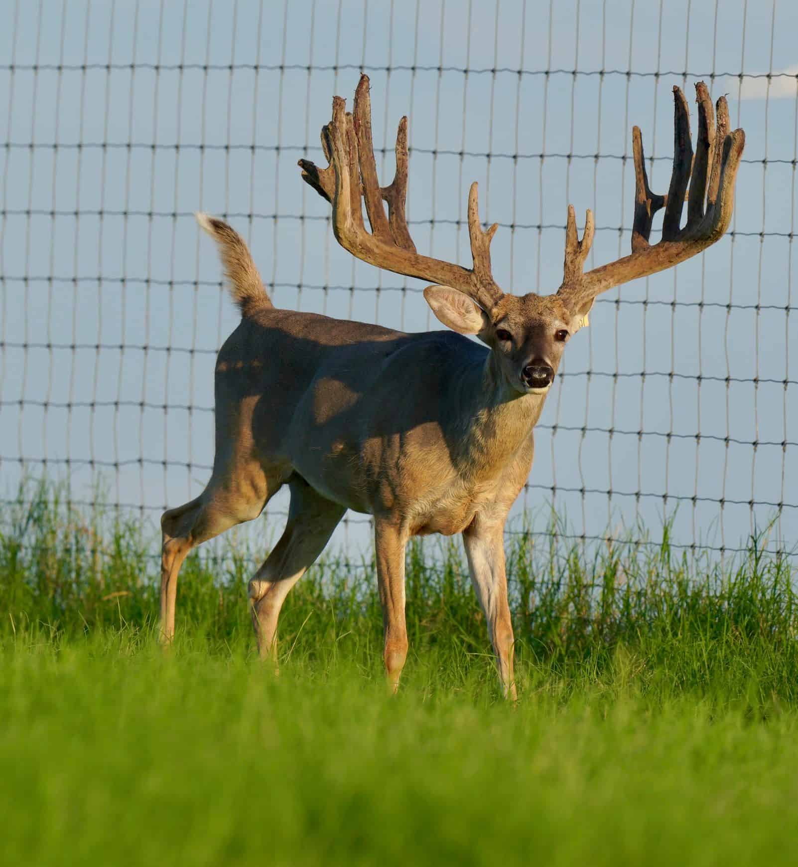 M3 Whitetails are Texas deer breeders that specialize in raising and selling whitetail Breeder Bucks, whitetail DMP Bucks, whitetail Stocker Bucks, as well as open and bred whitetail does. Big Texas Typicals are what buyers want when buying Texas DMP Bucks, Stocker Bucks, and Breeder Bucks.  Our whitetail deer for sale are sure to impress prospective buyers and are priced competitively.