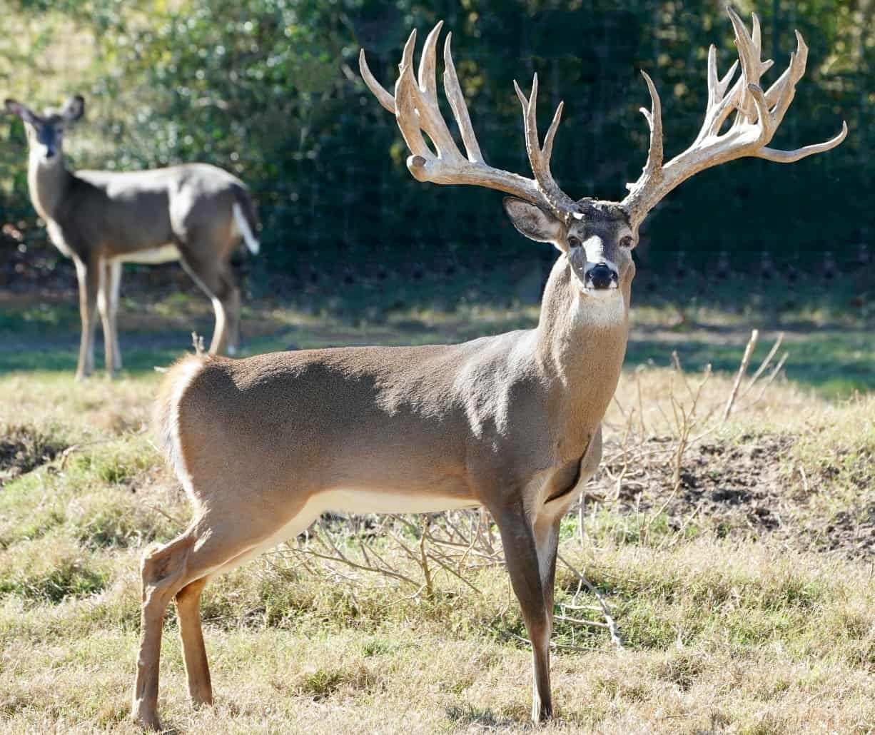 M3 Whitetails are Texas deer breeders that specialize in raising and selling whitetail Breeder Bucks, whitetail DMP Bucks, whitetail Stocker Bucks, as well as open and bred whitetail does. Big Texas Typicals are what buyers want when buying Texas DMP Bucks, Stocker Bucks, and Breeder Bucks. Our whitetail deer for sale are sure to impress prospective buyers and are priced competitively.