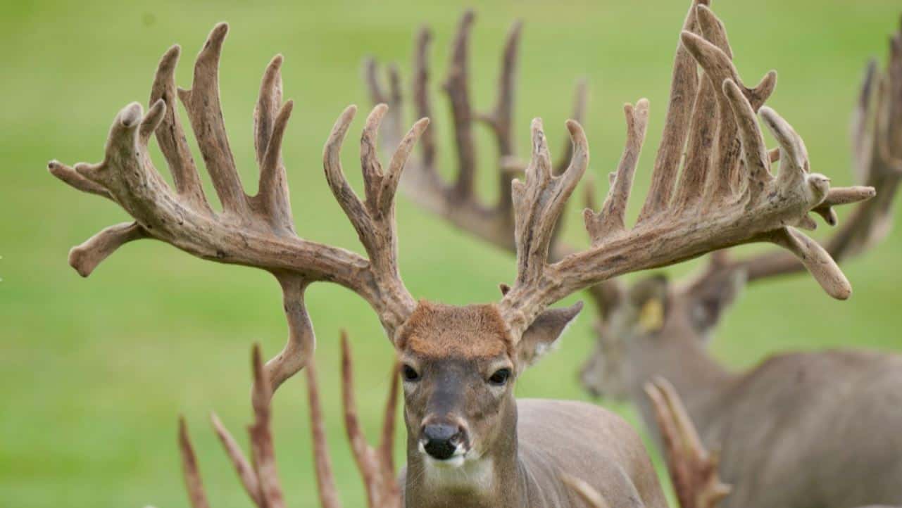 M3 Whitetails are Texas deer breeders that specialize in raising and selling whitetail Breeder Bucks, whitetail DMP Bucks, whitetail Stocker Bucks, as well as open and bred whitetail does. Big Texas Typicals are what buyers want when buying Texas DMP Bucks, Stocker Bucks, and Breeder Bucks.  Our whitetail deer for sale are sure to impress prospective buyers and are priced competitively.