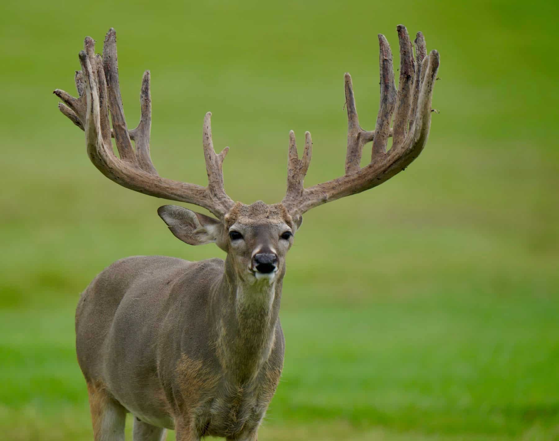 M3 Whitetails are Texas deer breeders that specialize in raising and selling whitetail Breeder Bucks, whitetail DMP Bucks, whitetail Stocker Bucks, as well as open and bred whitetail does. Big Texas Typicals are what buyers want when buying Texas DMP Bucks, Stocker Bucks, and Breeder Bucks.  Our whitetail deer for sale are sure to impress prospective buyers and are priced competitively.