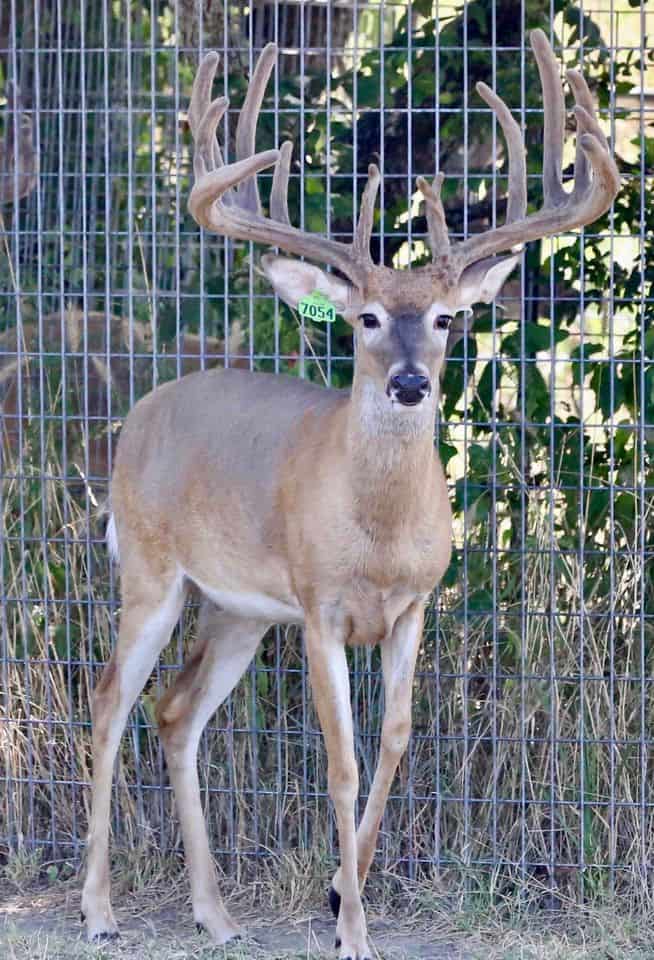 M3 Whitetails are Texas deer breeders that specialize in raising and selling whitetail Breeder Bucks, whitetail DMP Bucks, whitetail Stocker Bucks, as well as open and bred whitetail does. Big Texas Typicals are what buyers want when buying Texas DMP Bucks, Stocker Bucks, and Breeder Bucks.  Our whitetail deer for sale are sure to impress prospective buyers and are priced competitively.